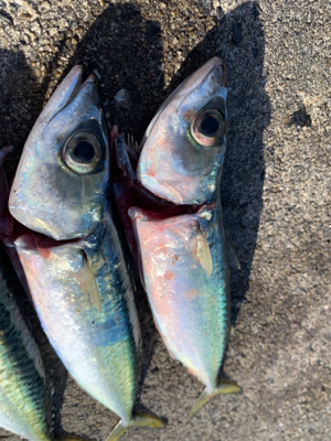 スーパーライトショアジギング