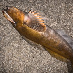 ジョイクロ70やらかす!