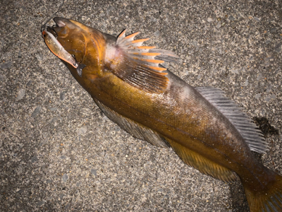 ジョイクロ70やらかす!