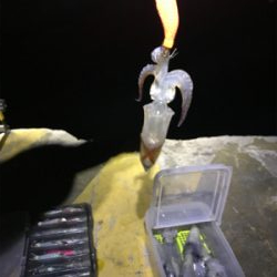 まだまだヒイカ釣りσ(^_^;)