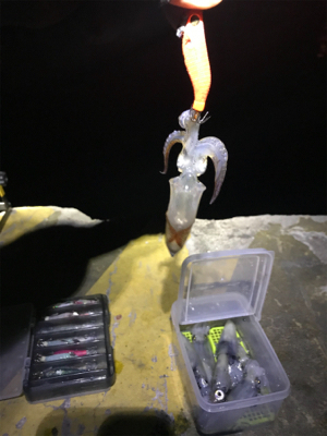 まだまだヒイカ釣りσ(^_^;)