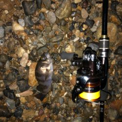 水温下がってきた？