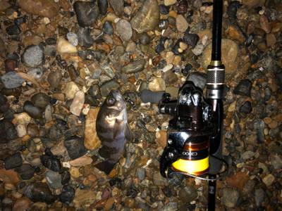 水温下がってきた？