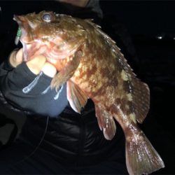 ロックフィッシュ