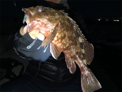 ロックフィッシュ