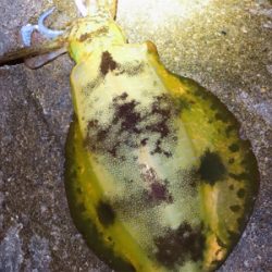 月夜×ケイムラカラー