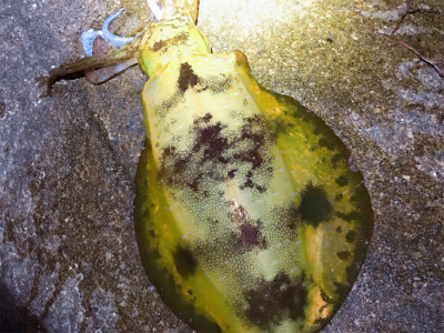 月夜×ケイムラカラー