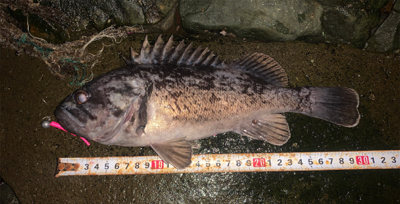 ライトリグでガヤ祭り！