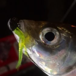 アジング練習 97