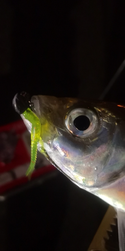 アジング練習 97