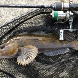 ワイワイフィッシング