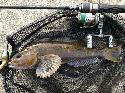 ワイワイフィッシング