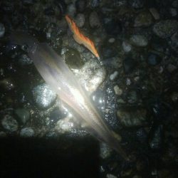 槍2　障泥1　釣果！