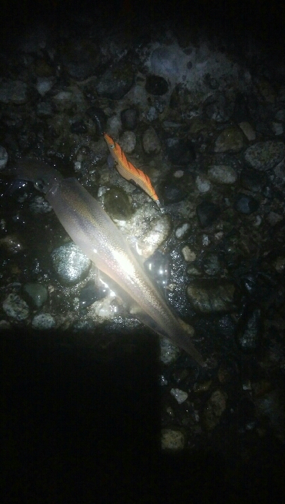 槍2　障泥1　釣果！