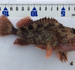 ガシラ無限パターン^_^