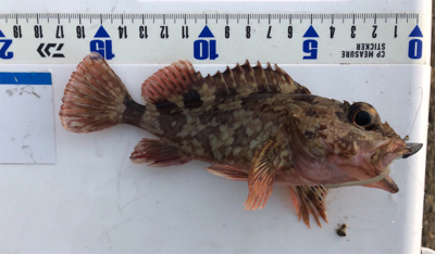 ガシラ無限パターン^_^