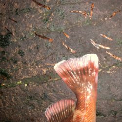 狙ってメバルを釣るよ〜