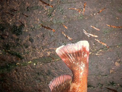 狙ってメバルを釣るよ〜