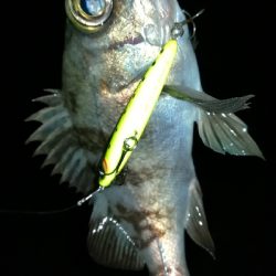 ナイトメバリング