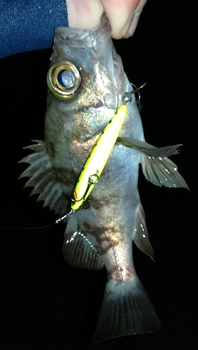 ナイトメバリング