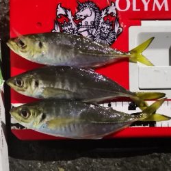 アジング練習 98