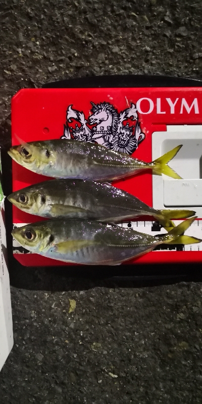 アジング練習 98