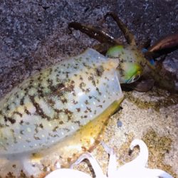 夕まずめパワー