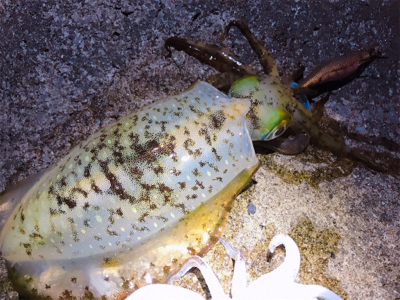 夕まずめパワー