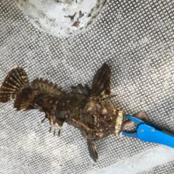 ヒトツテンヤ釣り