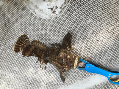 ヒトツテンヤ釣り