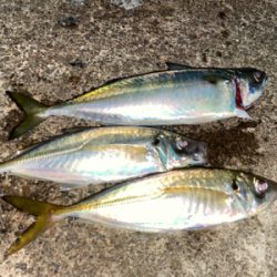 サバ.アジ.アジ