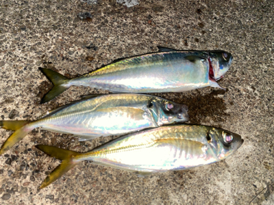 サバ.アジ.アジ