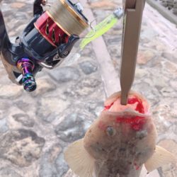 フラットフィッシュ