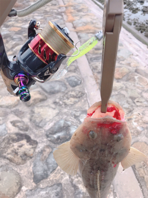 フラットフィッシュ