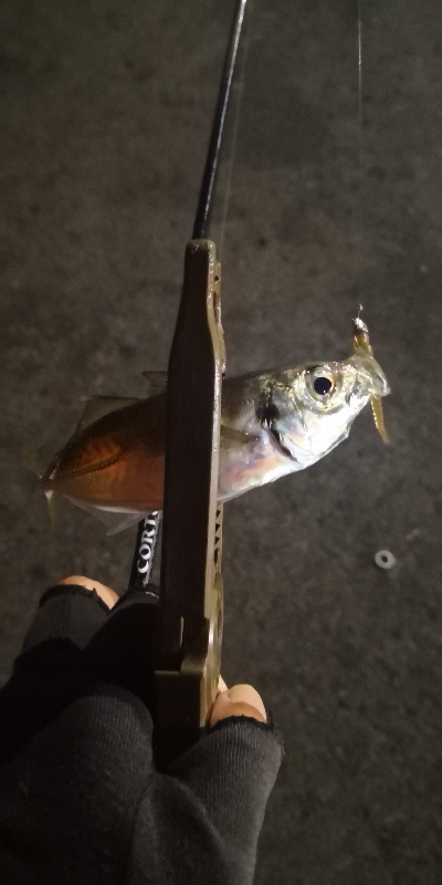 アジング練習 99