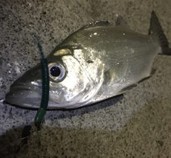 魚影が濃かった。ライトゲーム