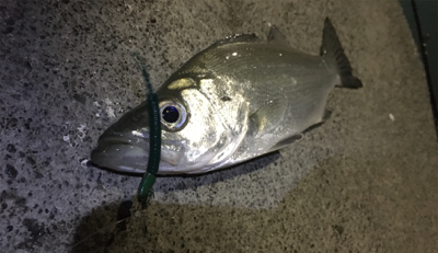 魚影が濃かった。ライトゲーム