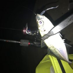 ヒイカ釣り…後のアジング(^.^)
