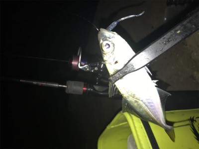 ヒイカ釣り…後のアジング(^.^)