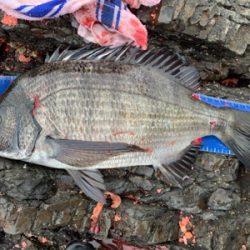 三重県紀北町 沖磯グレ