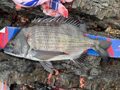 三重県紀北町 沖磯グレ