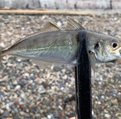 フラット接岸中