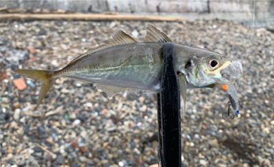 フラット接岸中