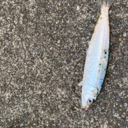 サビキ五目‼️