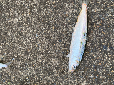 サビキ五目‼️