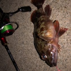 ロックフィッシュ