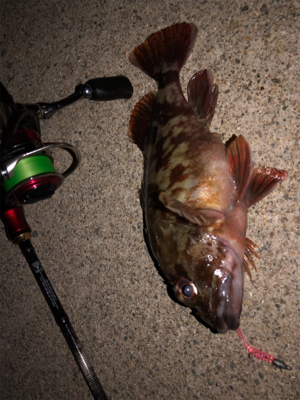 ロックフィッシュ