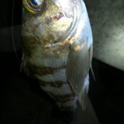 ナイトメバリング