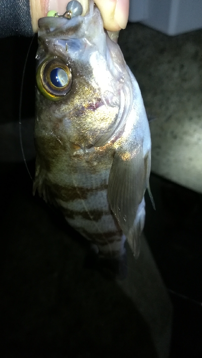 ナイトメバリング