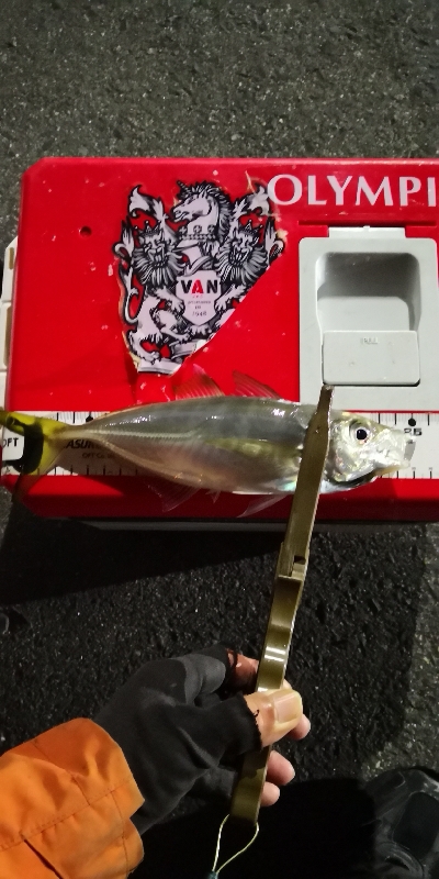 アジング練習 100